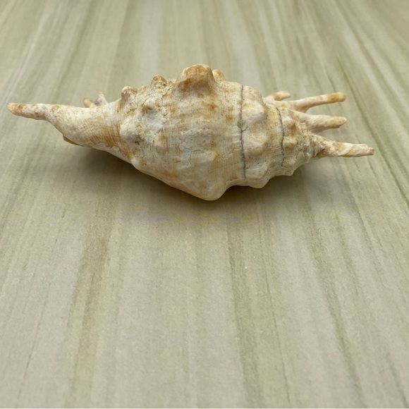 Spider Conch Lambis Truncata Seashell Natural Shell 5 Inch Home Decor Gift - Picture 6 of 9